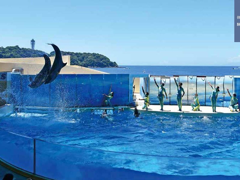 〈新江ノ島水族館〉入場券 大人1名様（コロン 3,400円コース掲載）