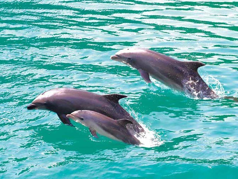 〈下田海中水族館〉2名様ご利用券（コロン 4,900円コース掲載）