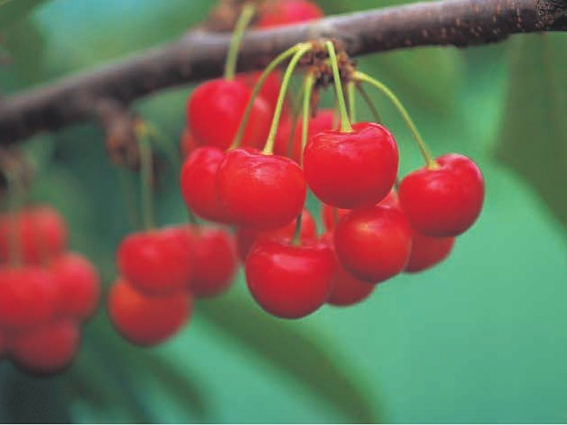 〈山形県産〉さくらんぼ（紅秀峰）（フルーツの贈り物 5,000円コース掲載）