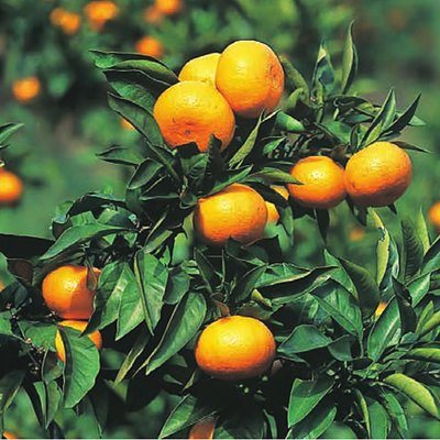 フルーツの贈り物 5,000円コースの誌面より（32ページ）