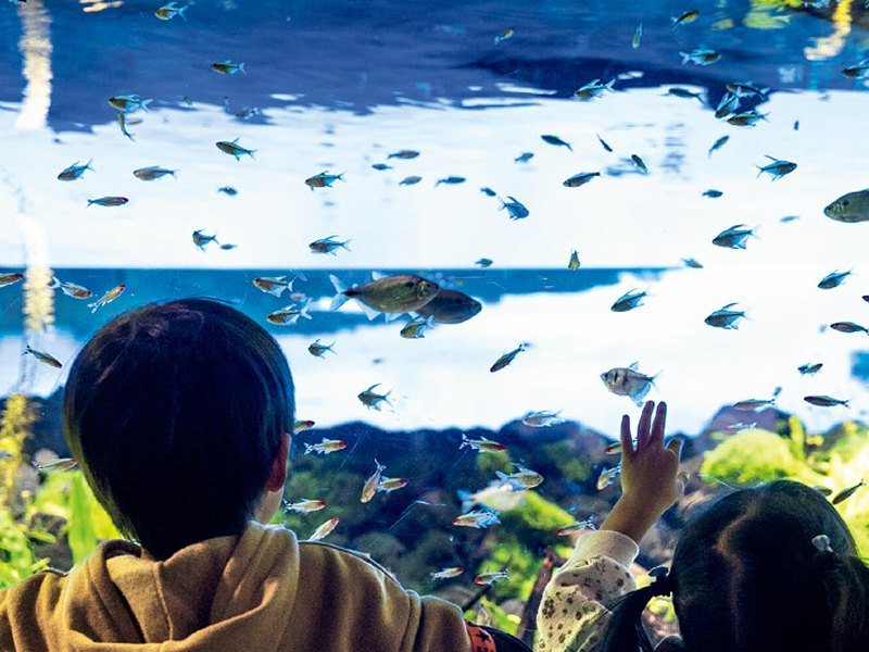 〈カワスイ 川崎水族館〉親子入館券（おめでとSELECTION 5,000円コース掲載）