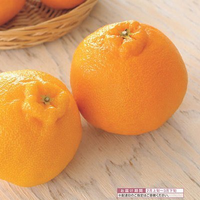 uluao 4,900円コースの誌面より（40ページ）