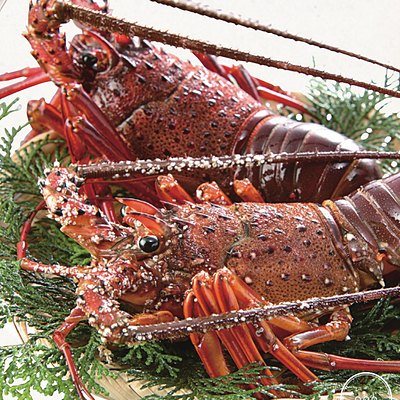うましま 10,900円コースの誌面より（10ページ）