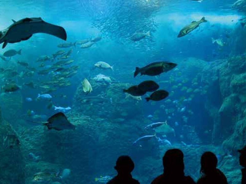 〈新江ノ島水族館〉大人1名様・幼児1名様入館チケット(ウェディング ティアラ 3,900円コース掲載)